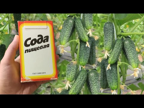 Срочно дайте Огурцам соду в Июле и будете собирать урожай ведрами до осени!