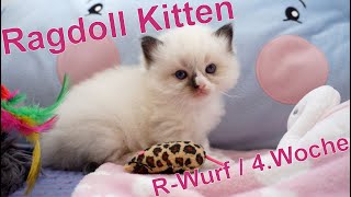Ragdoll Kitten | unser R-Wurf in der vierten Woche | Aramintapaws Ragdolls by Aramintapaws Ragdolls 253 views 1 year ago 1 minute, 25 seconds
