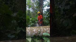 memotong dengan chainsaw new west 598xp guide bar 26incih rantae potong Oregon,#automobile #wood