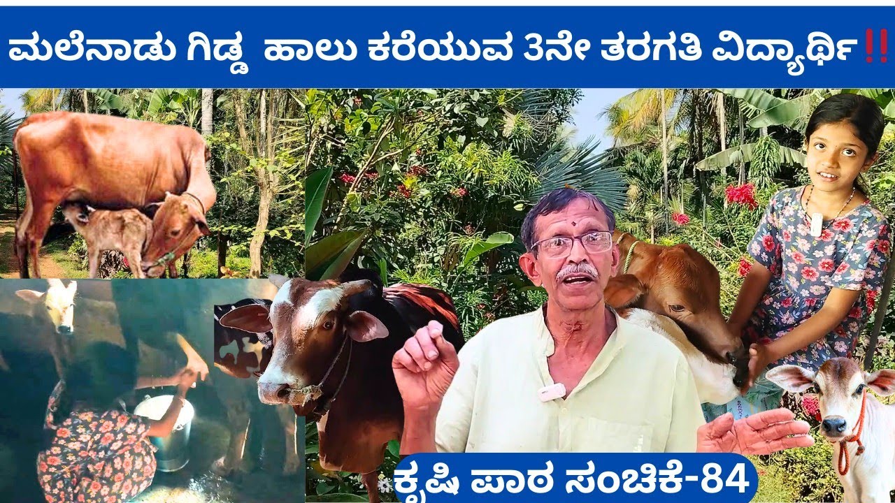 ಮನೆಯಲ್ಲಿ ಜೀವನ ಶಿಕ್ಷಣ @ಇಂದ್ರಪ್ರಸ್ಥ ಮೈಸೂರು‼️ಹಸು ಮಗು ಸಾಕುನಾಯಿ ಪ್ರಕೃತಿ⁉️ಅಭೇದ್ಯ ಸಂಬಂಧದ ಅನಾವರಣ 👌👌ಈ ಸಂದರ್ಶನ