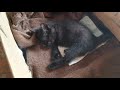障害子猫の闘病日記② ~その後の様子。。。~