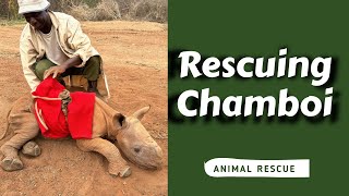 Chamboi: A Rhino's Tale of Hope and Resilience