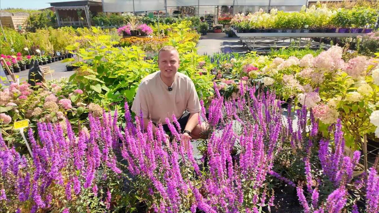 TOP 12 roślin wieloletnich w sierpniu – Okiem Ogrodnika #7 S25