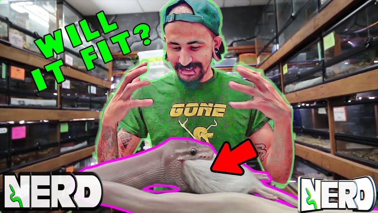 vlogs in spanish BALL PYTHON FEEDER SIZES.