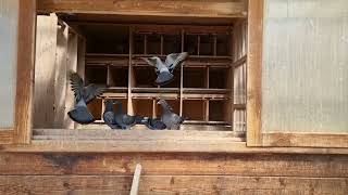 What do we do with the pigeons before a 500km race?