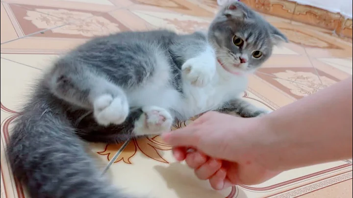 Video 5546001: cute baby animals compilation, animals cutest cats, adorable cat family, kitten cute funny