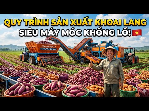 Choáng Ngợp! Bên Trong Nhà Máy Sản Xuất Hàng Triệu Tấn Khoai Lang Diễn Ra Như Thế Nào?