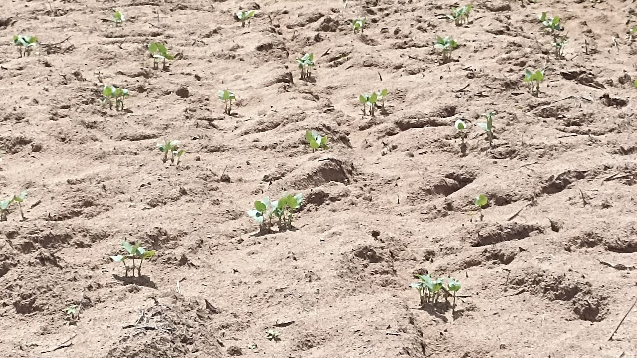 Já nasceu pés de milho e feijão no nosso roçado/ terminamos de plantar.