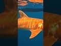 Orange Nurse Shark Encounter Off Costa Rica #shark #orangeshark #fishing #gopro #ocean