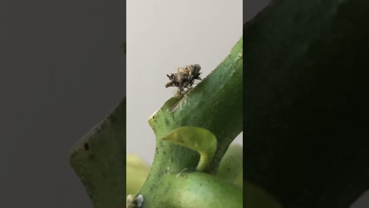 Lacewing larvae eating spider mites