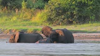 Elephants playing in the Luangwa River in rainy season