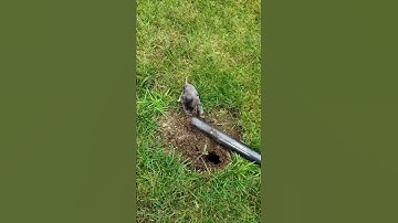GopherHawk Mole trap works!!!!