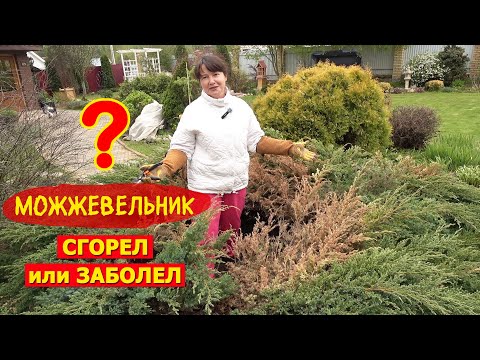 Видео: МОЖЖЕВЕЛЬНИКИ после ЗИМЫ. Сгорели или заболели? Как и чем помочь?