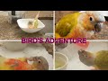 BIRD'S LIFE AND ADVENTURE