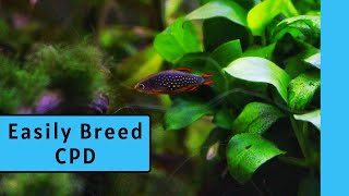HOW TO BREED CELESTIAL PEARL DANIO | Breeding Celestial Pearl Danios (CPD) (Part 1)