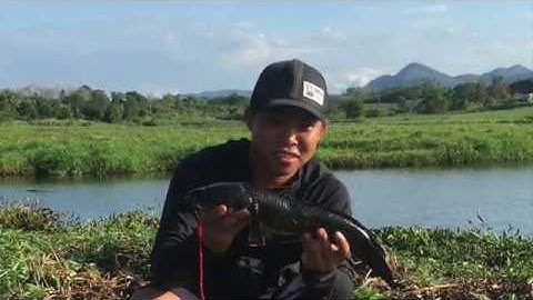 Câu cá lóc khủng tại hồ sen lâu năm, nhái lắc