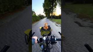 This Cat Is Ready For Some Adventure