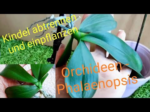 Video: Wie Man Die Phalaenopsis-Orchidee Verpflanzt