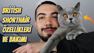 British Shorthair Özellikleri ve Bakımı (DETAYLI)