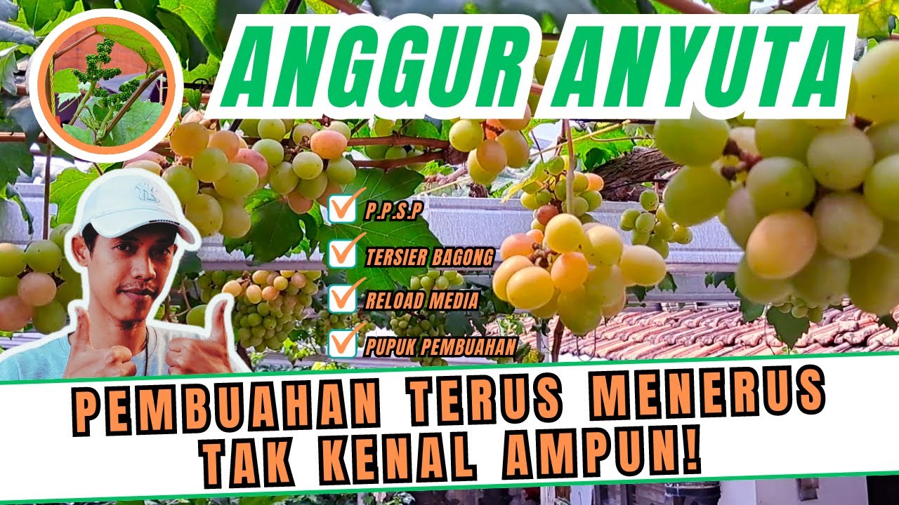BEGINI CARA MEMBUAHKAN POHON ANGGUR ANYUTA TERUS MENERUS TAK KENAL AMPUN ALA @argaurbanfarming