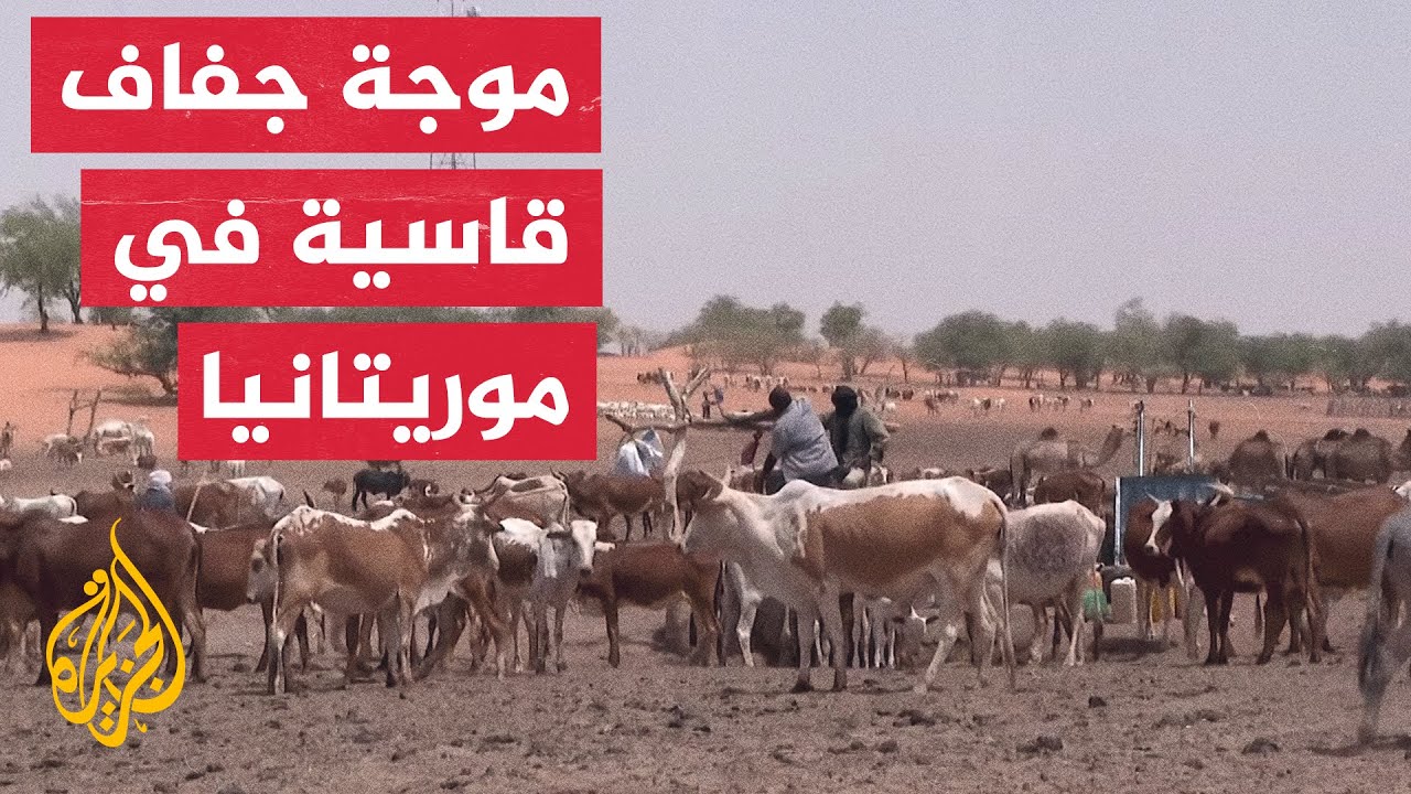 الثروة الحيوانية في موريتانيا مهددة بسبب الجفاف والتصحر
