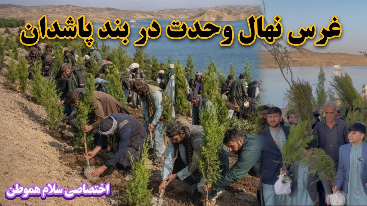 نهال شانی بند پاشدان هرات توسط تیم سلام هموطن و دوستان و هموطنان 🐎⚘️🎄