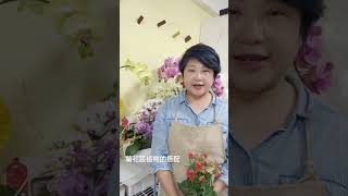 蘭花vs植物。#蘭花盆栽的植物選擇。