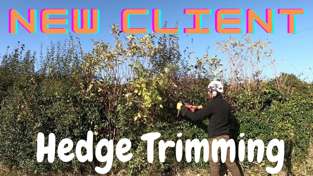 2 1/2 Year Growth Hedge Trim For New Client #hedgecutting #gardening # ...