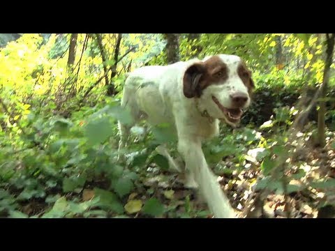 Video: Come Le Montagne Crescono E Riempiono Lo Spazio: Pietre Di Tartufo - Visualizzazione Alternativa