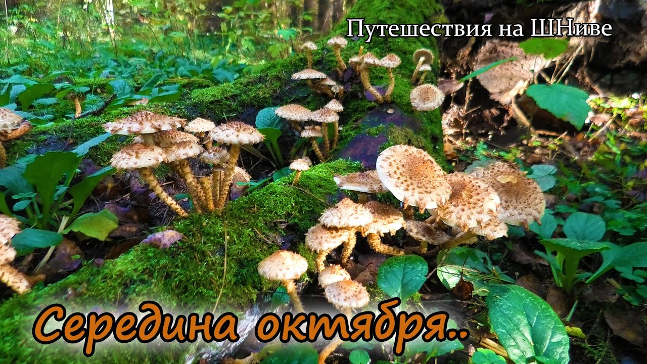 11 октября. Опята, рядовки и чешуйчатка. Собираю и готовлю.
