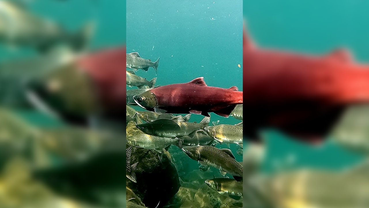 Sockeye in a school of Pink Salmon (Vancouver Island)