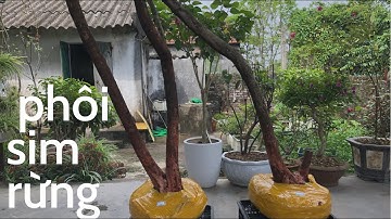 GL.phôi sim rừng dáng mẫu tử.Hoa bạn và tôi