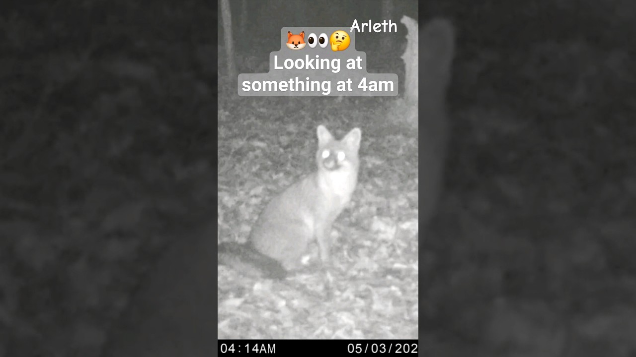 🦊🤔 Caught on camera, Fox activity  at night,  Zorro.  