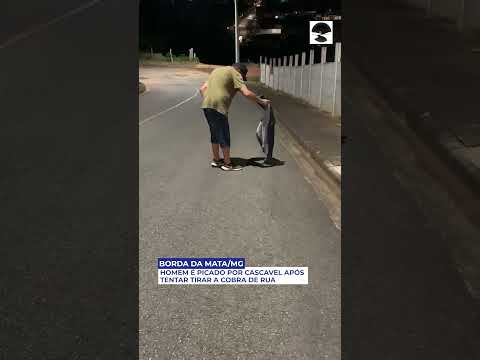Homem é picado por cascavel após tentar tirar a cobra de rua em Borda da Mata