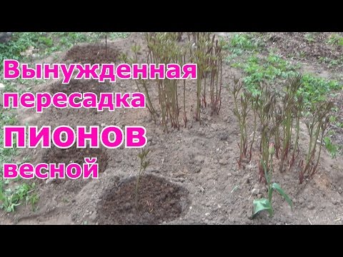 Весенняя пересадка пионов