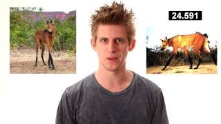 WOLVES, ANBERLIN, AND BIG BUILDINGS
