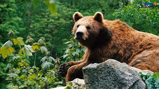 Wildlife Animals Bear || Wildlife 2021