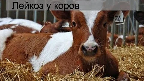 Лейкоз у коров
