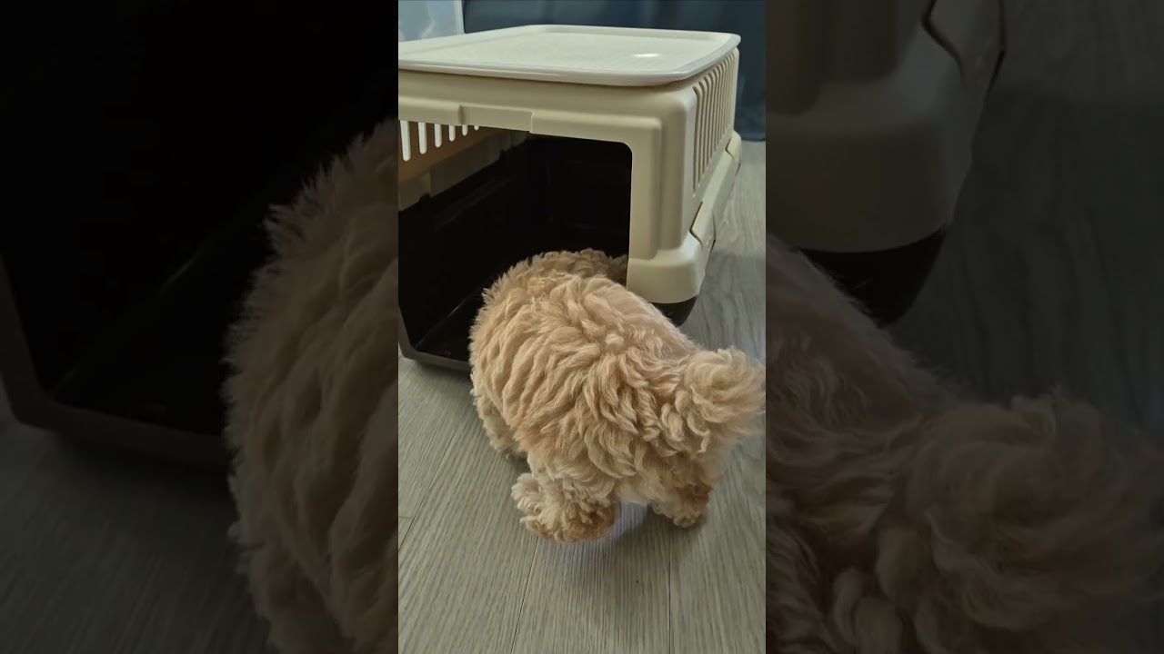 nosework for chewiee