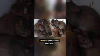 “Kenapa Kucing Zaman Sekarang Gak Mau Makan Tikus' #kucing #cat #faktaunik #mitos #kucinglucu “Kenapa Kucing Zaman Sekarang Gak Mau Makan Tikus' #kucing #cat #faktaunik #mitos #kucinglucu