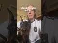 Freddy ready for the big game #doberman #dogs #germany #worldcup #german #deutschland