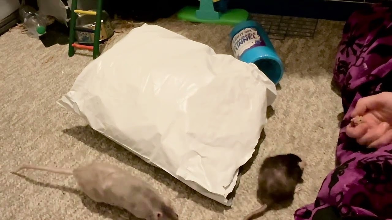 Reviewing April 2026's Ratty Box - its Boba Time! - YouTube