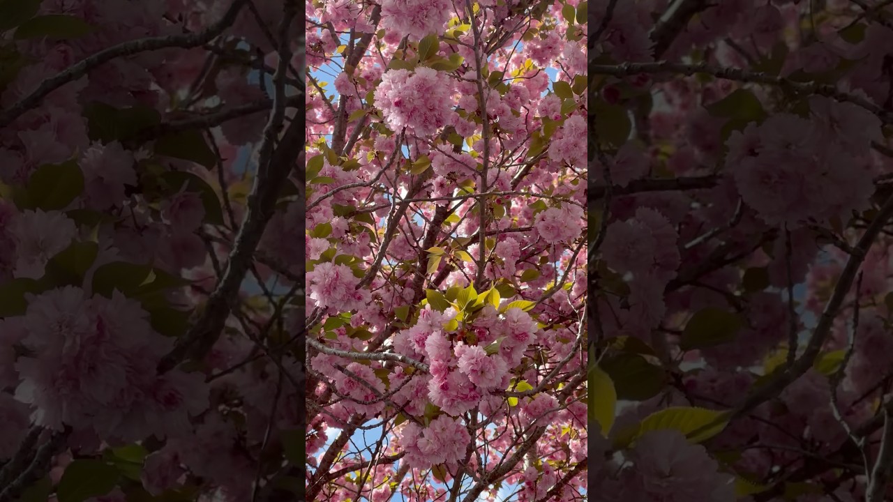 “How Many of You Like Spring Blossom?”