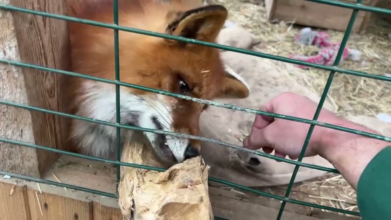 Алиса - лиса. Игнис и Алиса покусали друг друга 