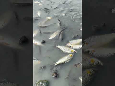 Rural Fishing #shorts