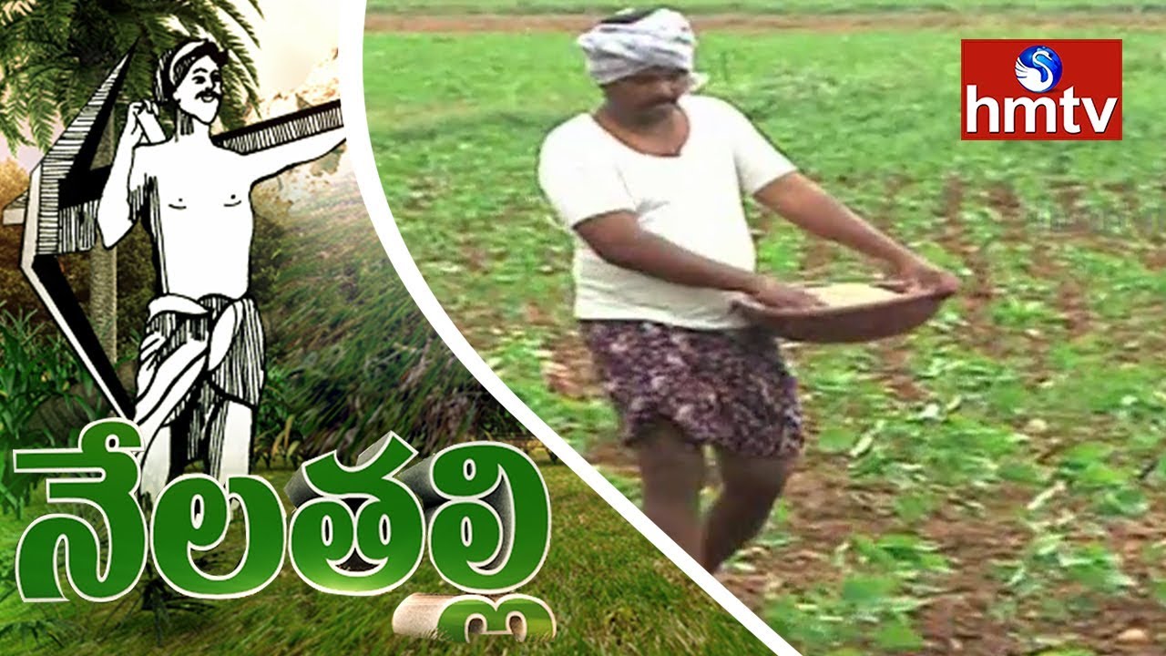 Cotton Farmers Facing New Problems In India | Nela Talli | HMTV