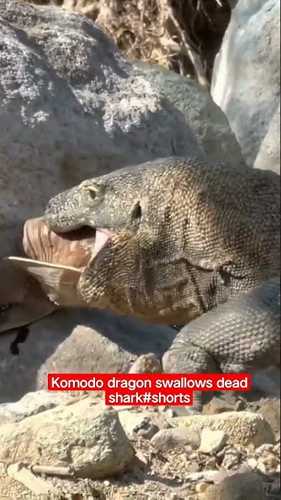Komodo dragon swallows dead shark#shorts#komodo#animals#viral#wildlife