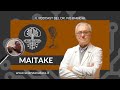 Funghi Medicinali: Maitake