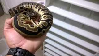 Boa Collection Update and Ball Python Season Update