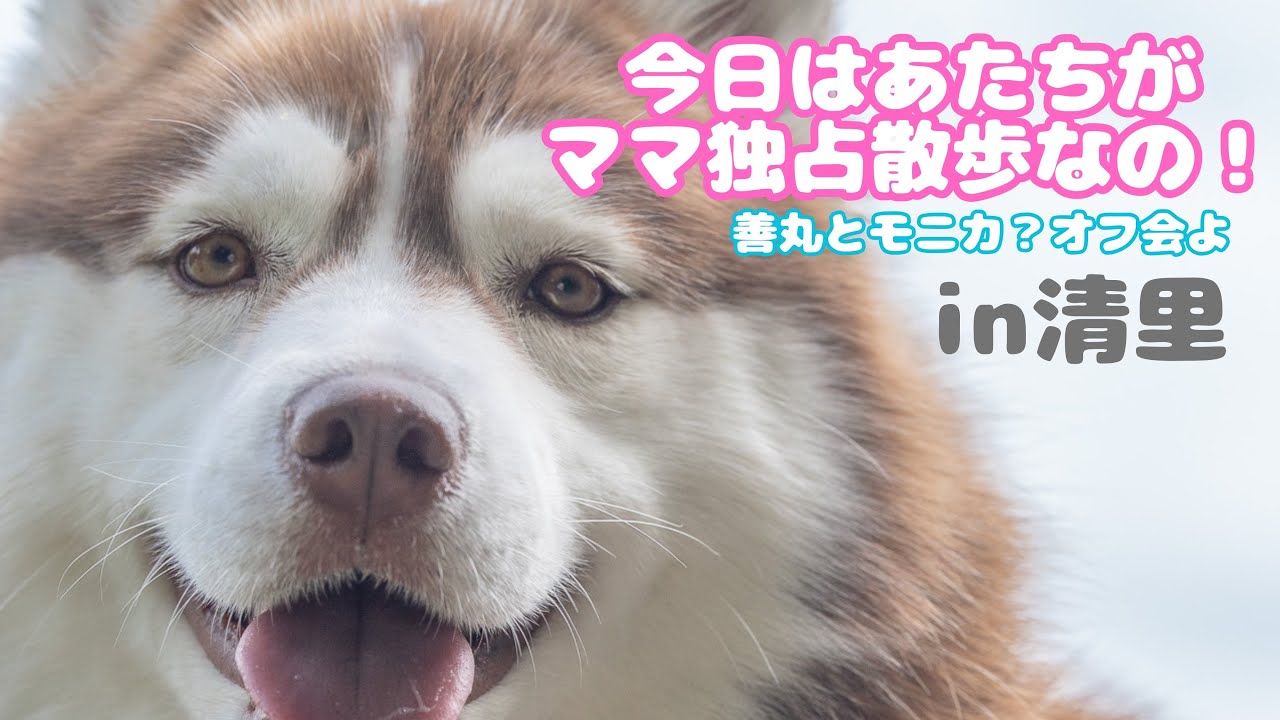 猛闘犬丸　上反りミノぺん丸16s Nico's main character] Zenmaru and Monica go to an offline meetup